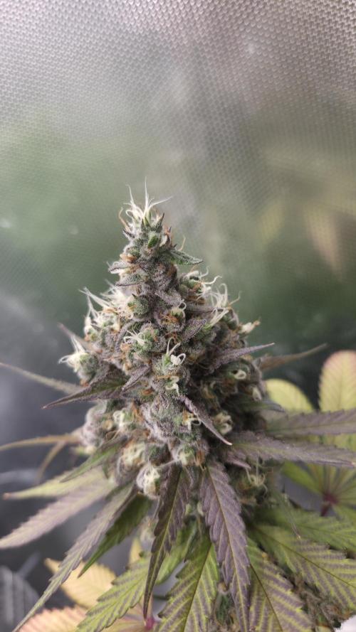 Kannabia Candy Cream Go Fast. Week 14 - Tag 105
Blütetag 68