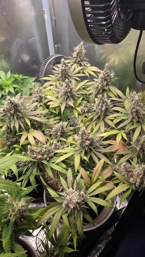 Kannabia Candy Cream Go Fast. Week 14 - Tag 105
Blütetag 68