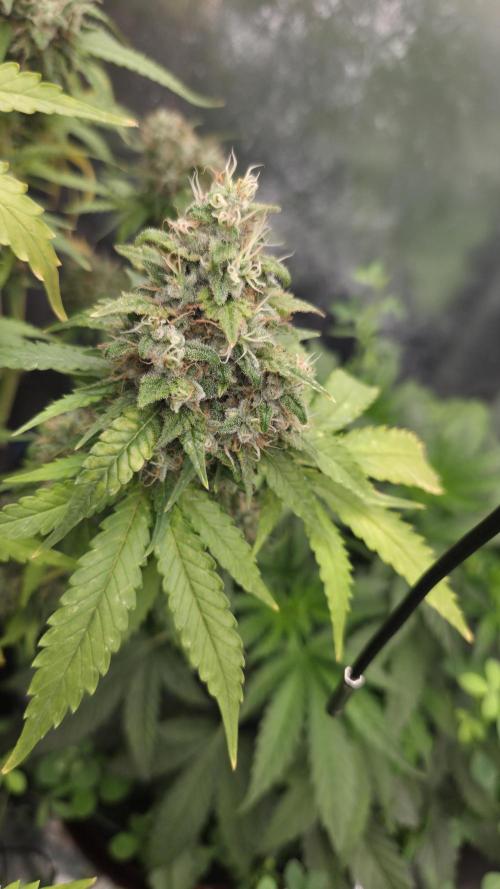 Kannabia Sunset Sherbet Go Fast. Week 16 - Tag 114
Blütetag 78