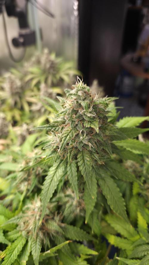 Kannabia Sunset Sherbet Go Fast. Week 16 - Tag 114
Blütetag 78