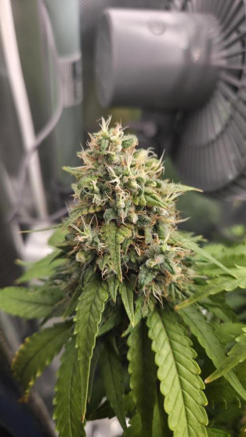 Kannabia Sunset Sherbet Go Fast. Week 16 - Tag 114
Blütetag 78
