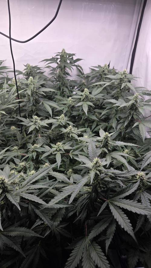 Kannabias Karibbean Mango. Week 11 - Tag 79
Blütetag 44