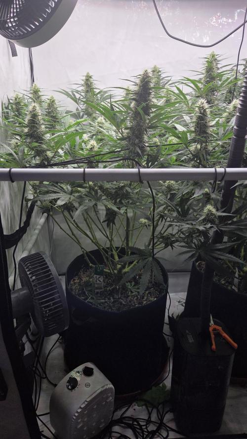 Kannabias Cherry Dream. Week 11 - Tag 79
Blütetag 44