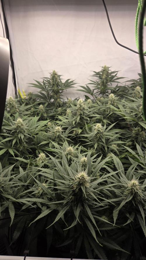 Kannabias Cherry Dream. Week 11 - Tag 79
Blütetag 44