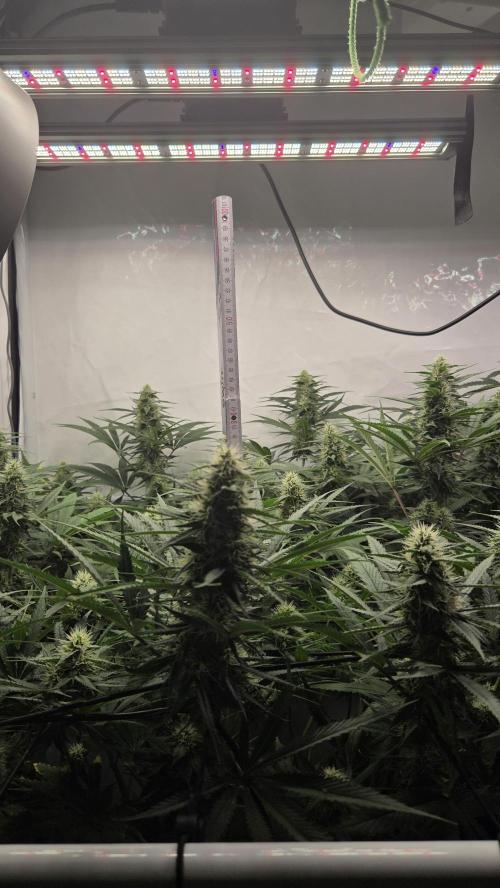 Kannabias Cherry Dream. Week 11 - Tag 79
Blütetag 44