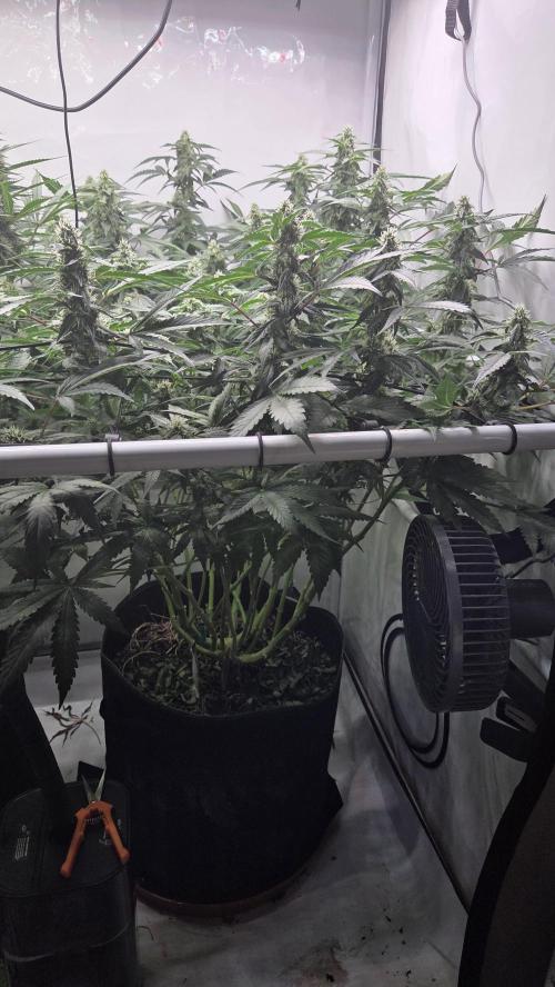 Kannabias Karibbean Mango. Week 11 - Tag 79
Blütetag 44