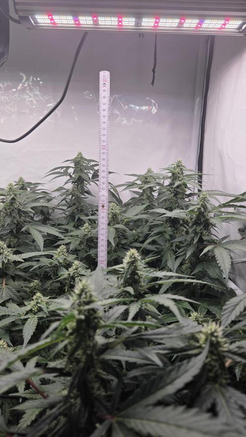 Kannabias Karibbean Mango. Week 11 - Tag 79
Blütetag 44