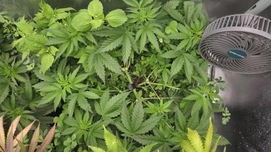 T.H.Seeds Bubble Banana Gum. Week 5 - Tag 41
Blütetag 6