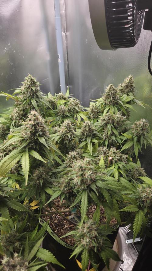 Kannabia Sunset Sherbet Go Fast. Week 16 - Tag 115
Blütetag 79