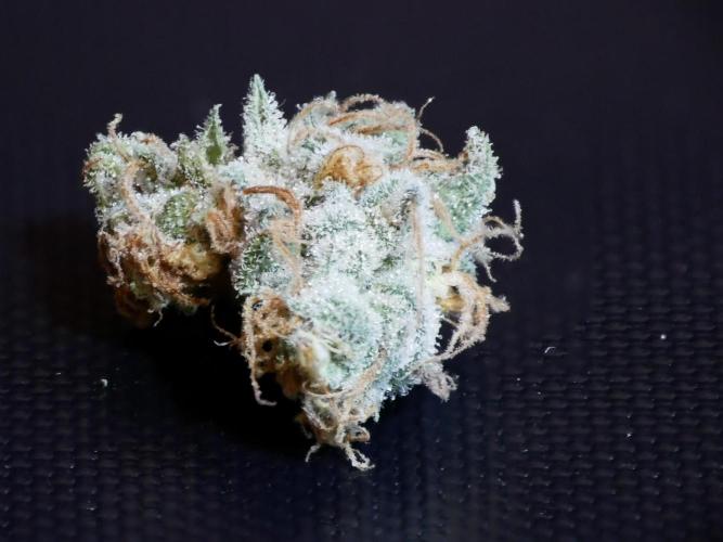 Kannabia Candy Cream Go Fast. Week 15