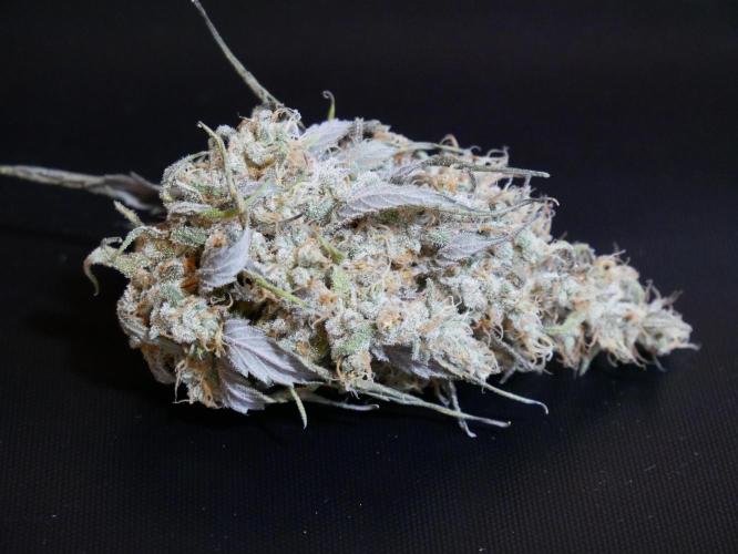 Kannabia Candy Cream Go Fast. Week 15 - Trocken aber ungetrimmt