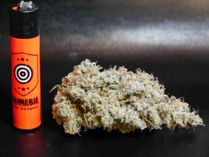 Kannabia Candy Cream Go Fast. Week 15 - Schöne Buds
