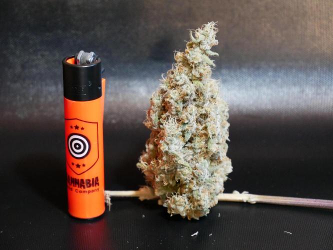 Kannabia Candy Cream Go Fast. Week 15 - Schöne Buds