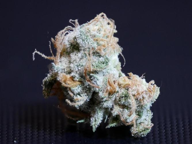 Kannabia Candy Cream Go Fast. Week 15 - Nach ein paar Tagen im Canatrol 