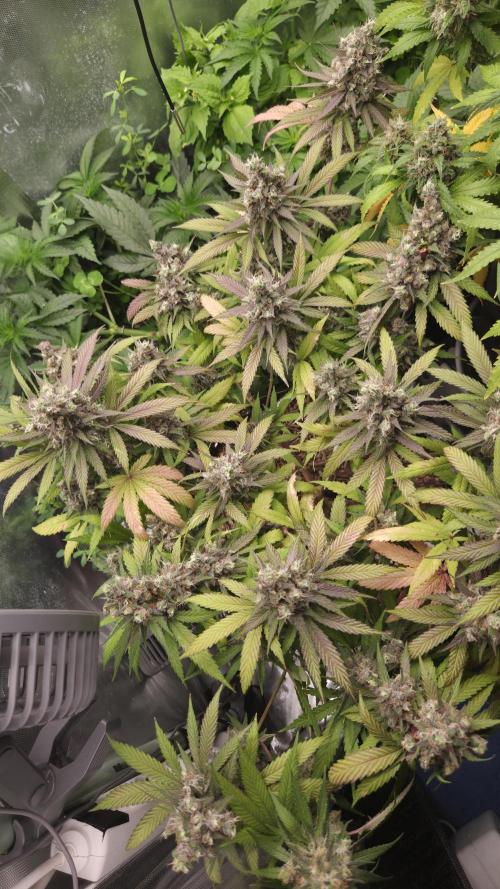 Kannabia Candy Cream Go Fast. Week 15 - Tag 105
Blütetag 69