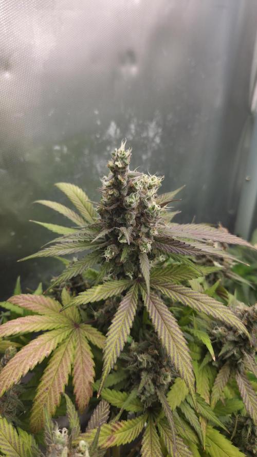 Kannabia Candy Cream Go Fast. Week 15 - Tag 105
Blütetag 69