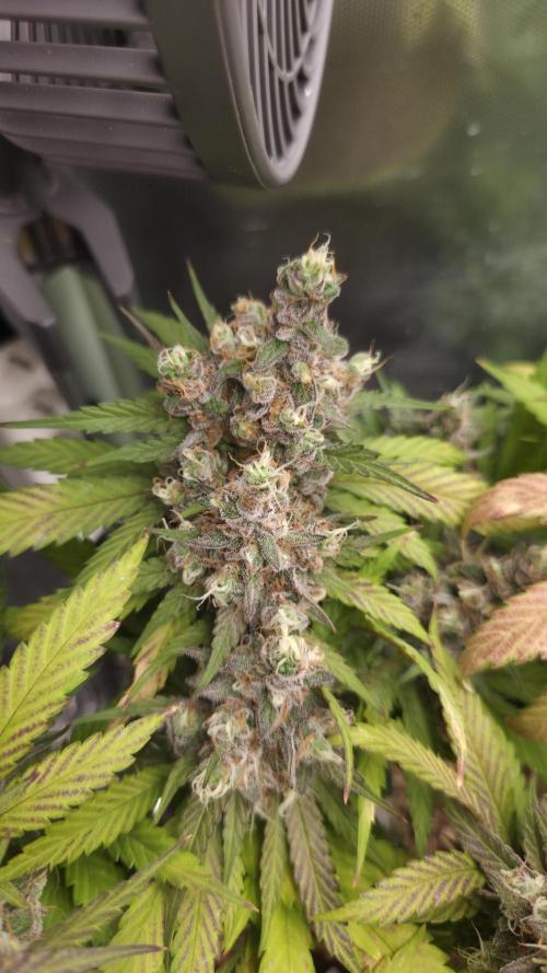 Kannabia Candy Cream Go Fast. Week 15 - Tag 106
Blütetag 70