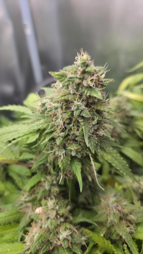 Kannabia Sunset Sherbet Go Fast. Week 16 - Tag 116
Blütetag 80