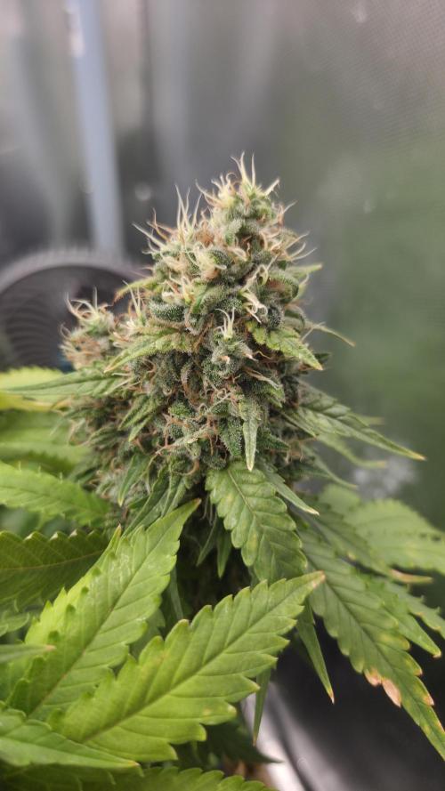 Kannabia Sunset Sherbet Go Fast. Week 16 - Tag 116
Blütetag 80