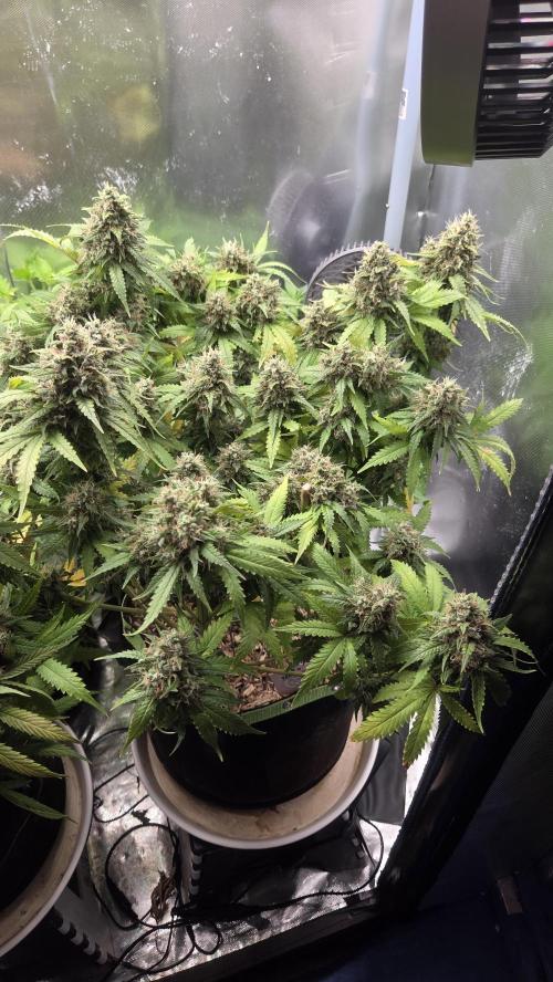 Kannabia Sunset Sherbet Go Fast. Week 16 - Tag 116
Blütetag 80