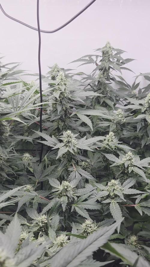 Kannabias Karibbean Mango