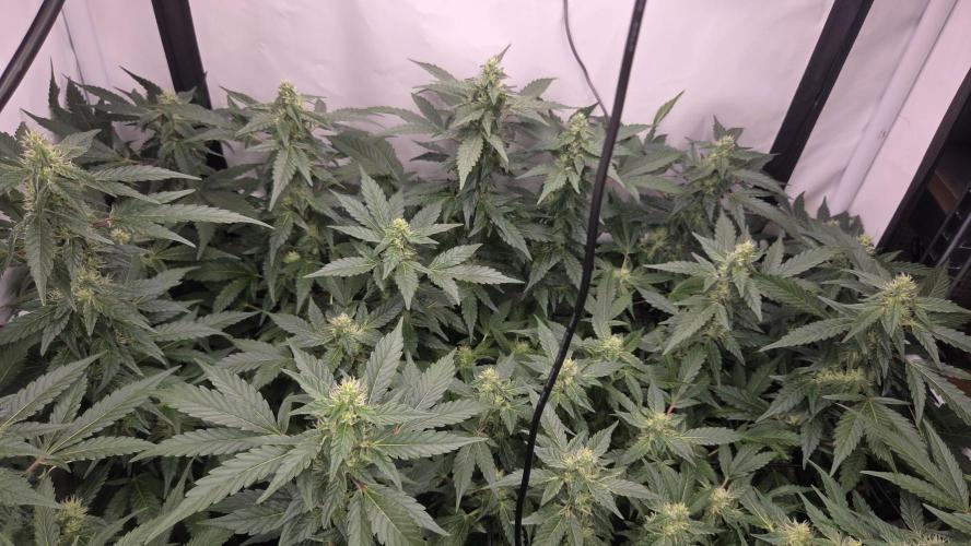 Kannabias Karibbean Mango. Week 11 - Tag 80
Blütetag 45