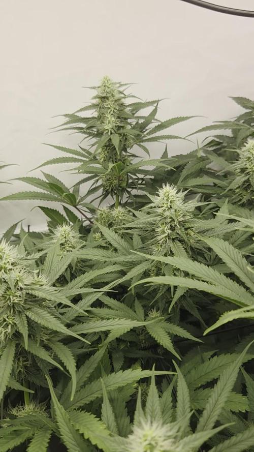 Kannabias Cherry Dream