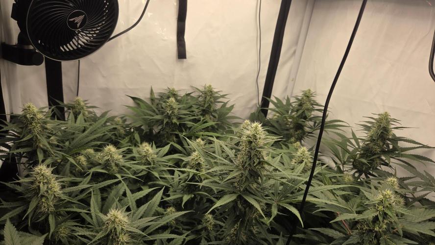 Kannabias Cherry Dream. Week 11 - Tag 80
Blütetag 45