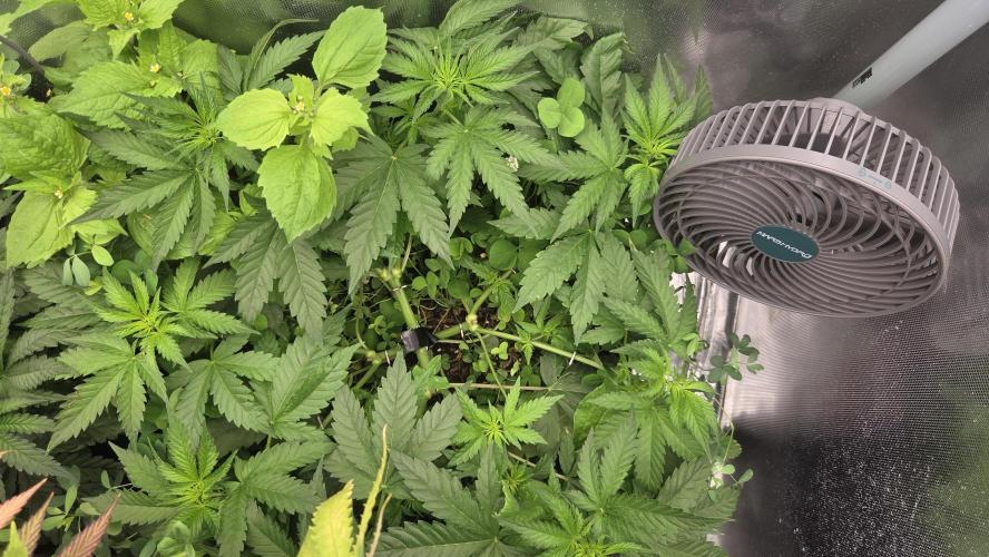 T.H.Seeds Bubble Banana Gum. Week 5 - Tag 42
Blütetag 7