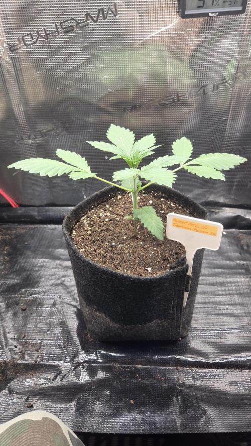 Tropicanna Poison F1 Fast Version. Week 1
