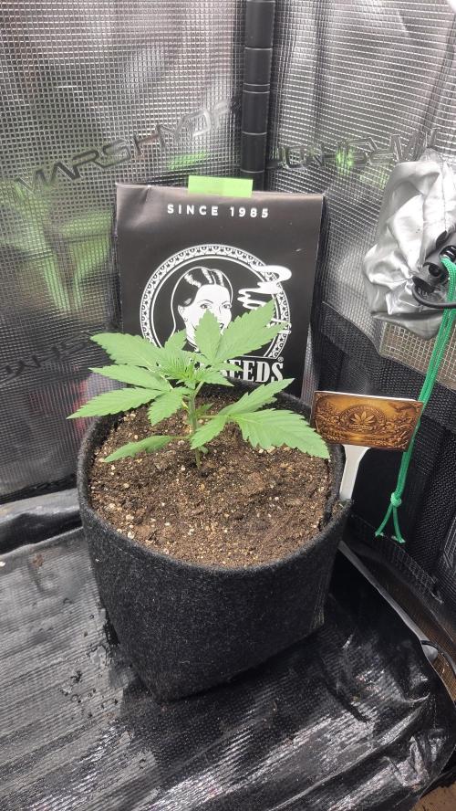 CCG / Sensi Malibu OG Gold. Week 1 - Tag 13