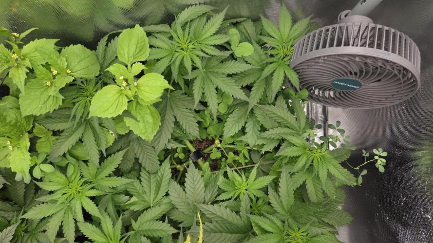 T.H.Seeds Bubble Banana Gum. Week 6 - Tag 43
Blütetag 8