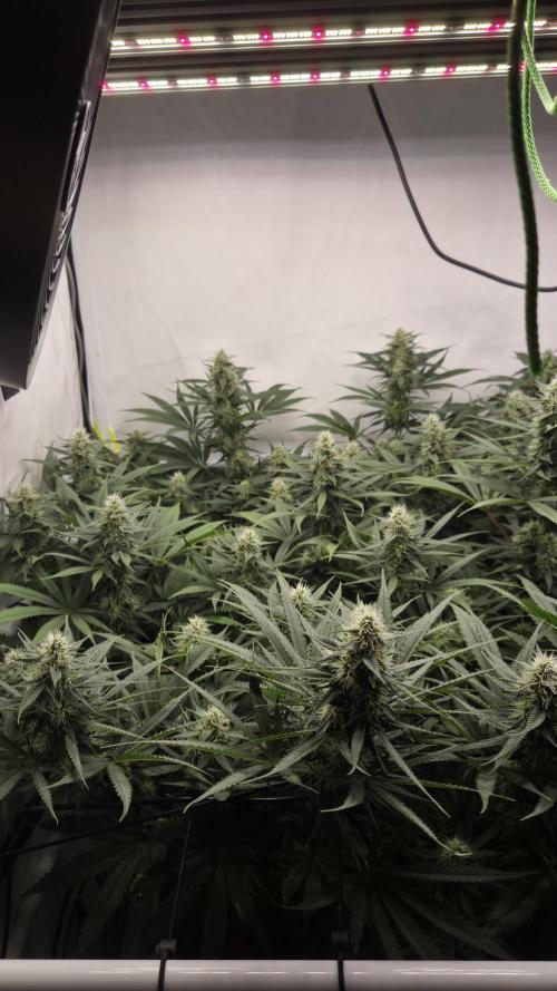 Kannabias Cherry Dream. Week 11 - Tag 81
Blütetag 46
