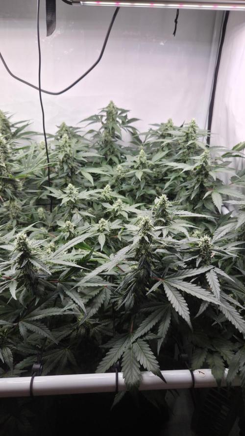 Kannabias Karibbean Mango. Week 11 - Tag 81
Blütetag 46