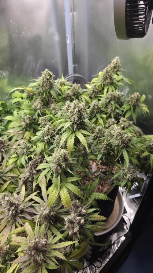 Kannabia Sunset Sherbet Go Fast. Week 16 - Tag 117
Blütetag 81
