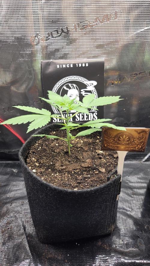 CCG / Sensi Malibu OG Gold. Week 1 - Tag 14