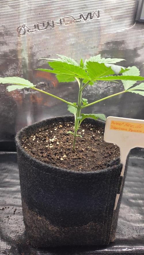 Tropicanna Poison F1 Fast Version. Week 1