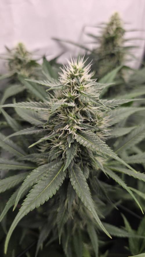 Kannabias Cherry Dream. Week 11 - Tag 82
Blütetag 47