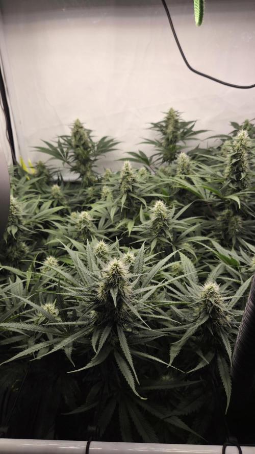 Kannabias Cherry Dream. Week 11 - Tag 82
Blütetag 47