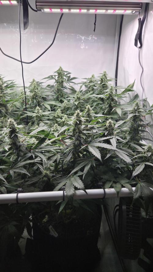 Kannabias Karibbean Mango. Week 11 - Tag 82
Blütetag 47