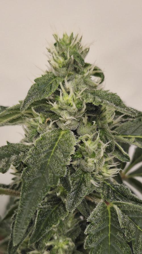 Kannabias Karibbean Mango. Week 11 - Tag 82
Blütetag 47