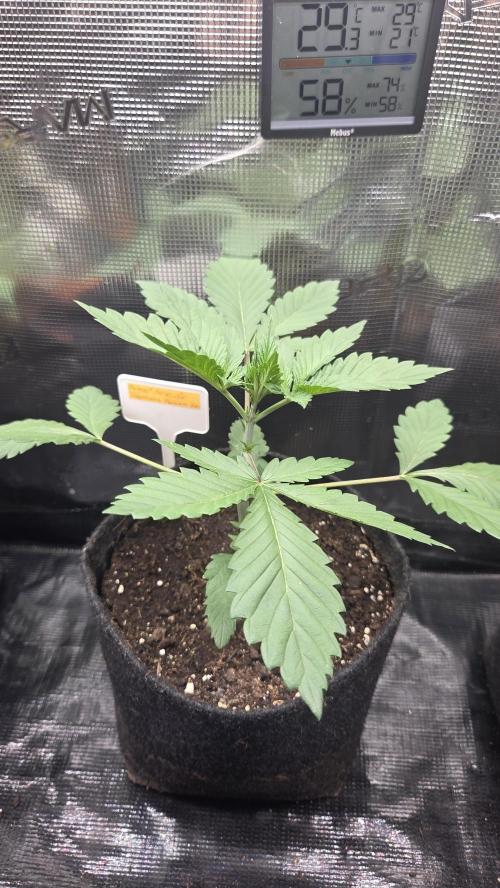Tropicanna Poison F1 Fast Version. Week 2