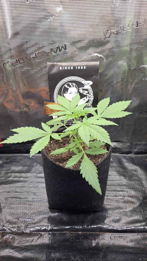 CCG / Sensi Malibu OG Gold. Week 2 - Tag 16