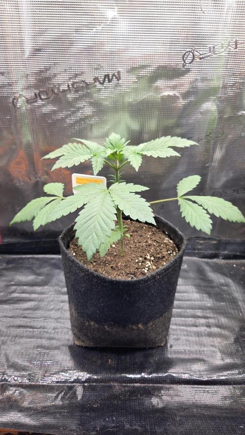 Tropicanna Poison F1 Fast Version. Week 2