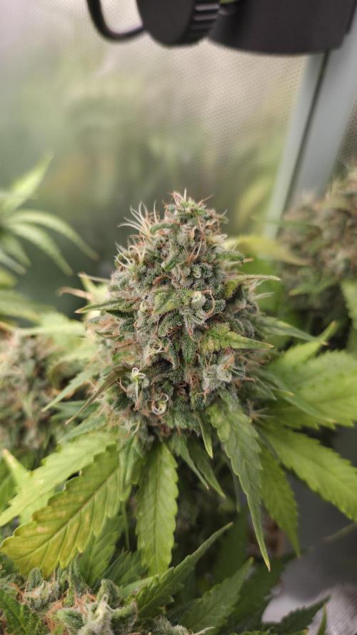 Kannabia Sunset Sherbet Go Fast. Week 16 - Tag 119
Blütetag 83