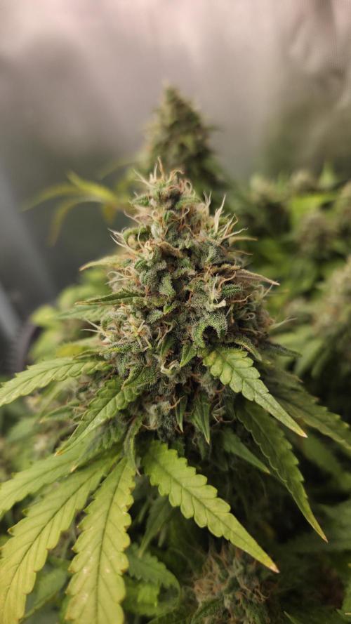 Kannabia Sunset Sherbet Go Fast. Week 16 - Tag 119
Blütetag 83