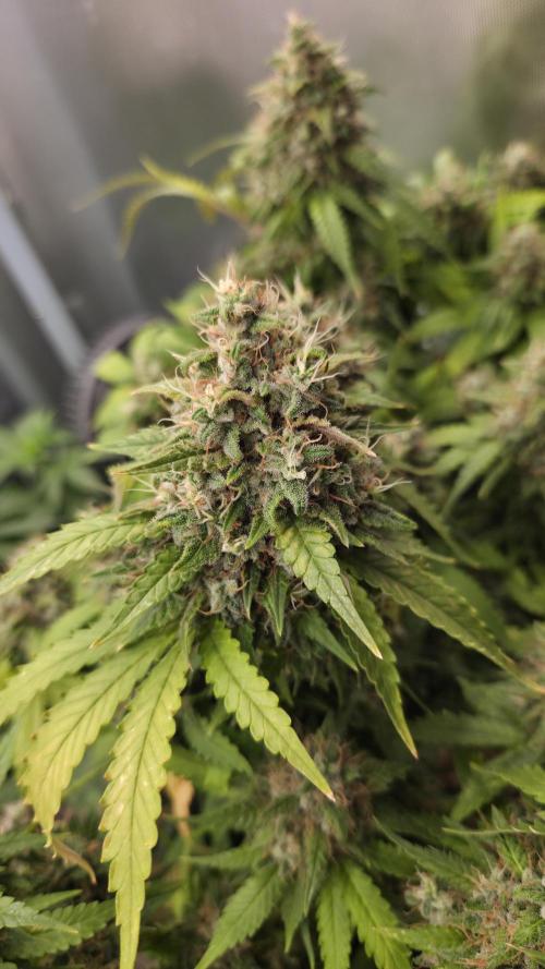 Kannabia Sunset Sherbet Go Fast. Week 16 - Tag 119
Blütetag 83