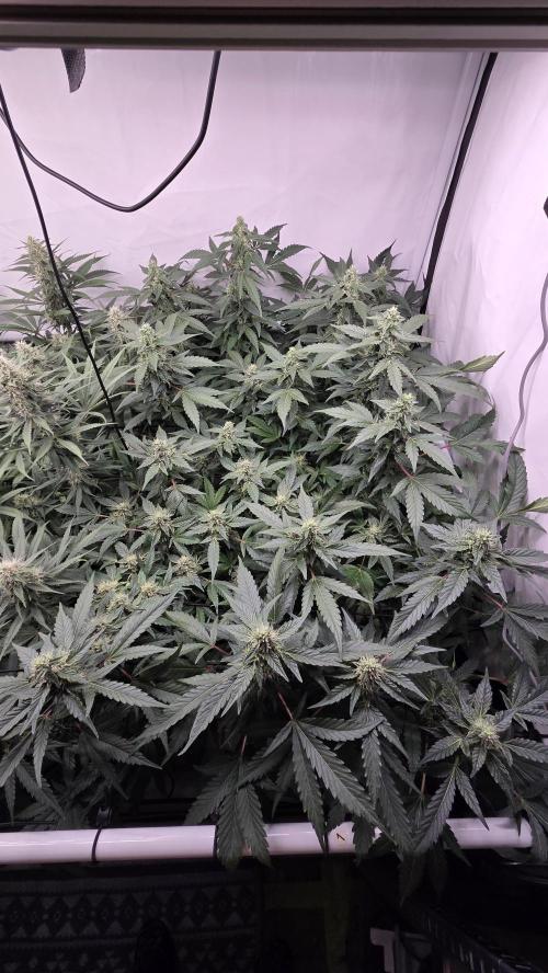 Kannabias Karibbean Mango. Week 11 - Tag 83
Blütetag 48