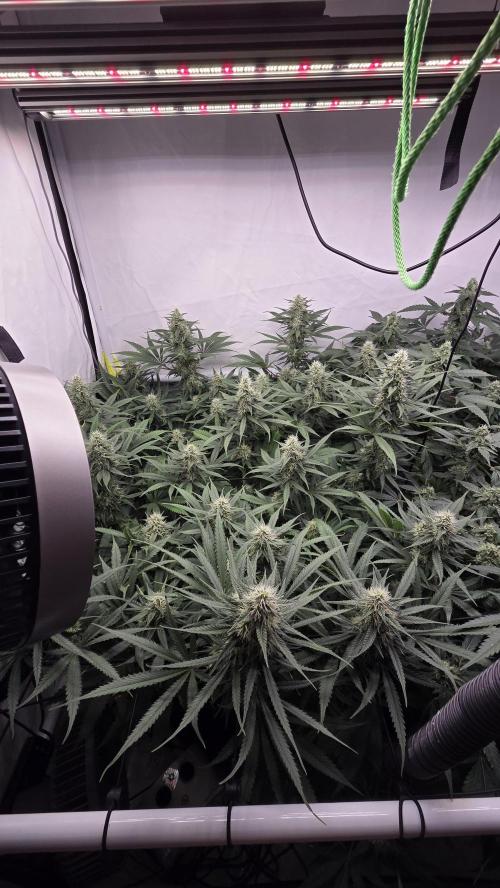 Kannabias Cherry Dream. Week 11 - Tag 83
Blütetag 48