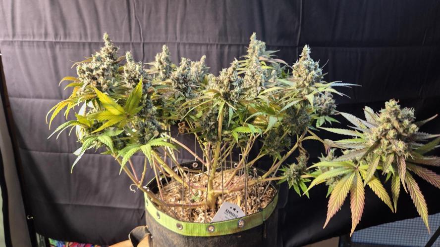 Kannabia Candy Cream Go Fast. Week 16 - Tag 110
